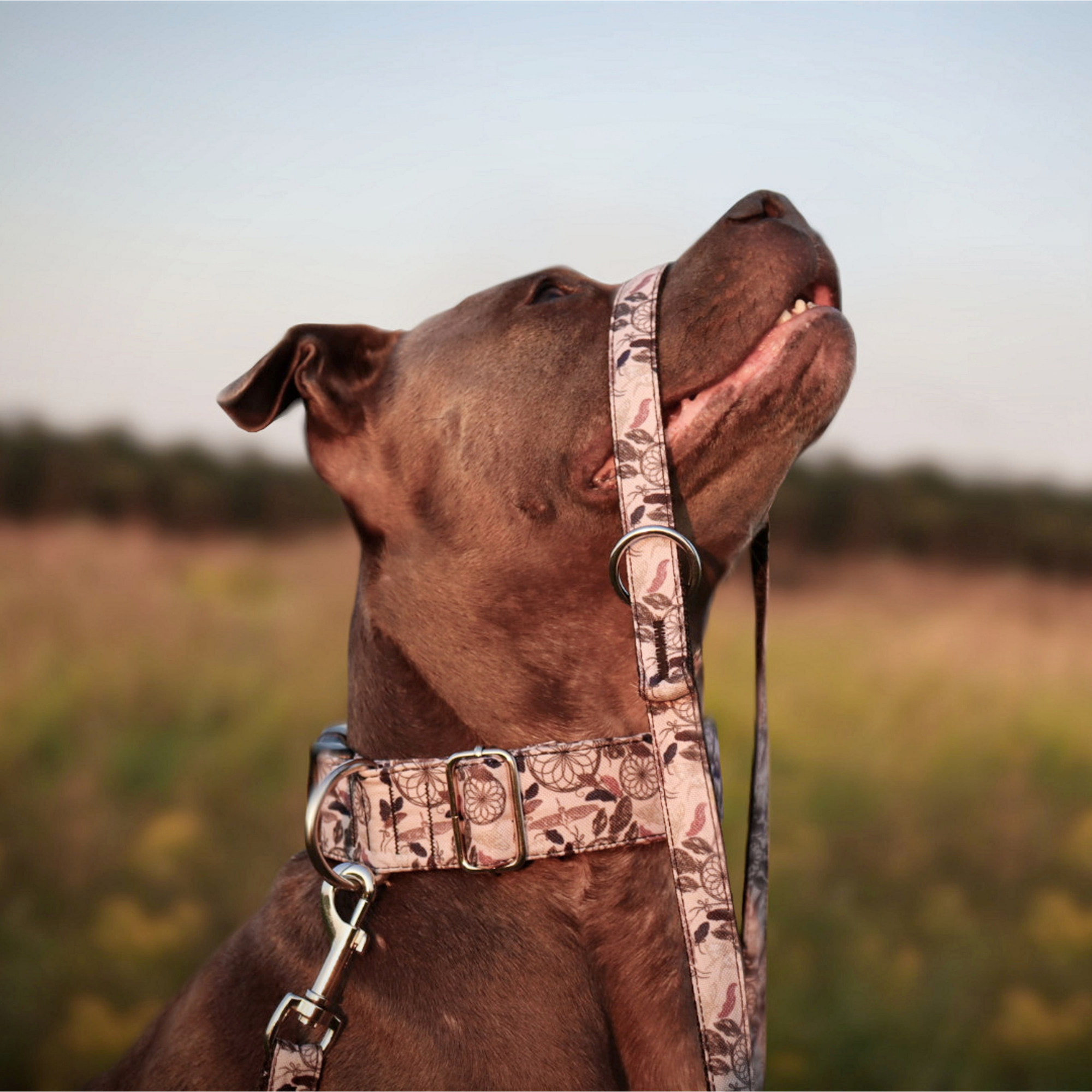 Lesă extensibilă America Georgia