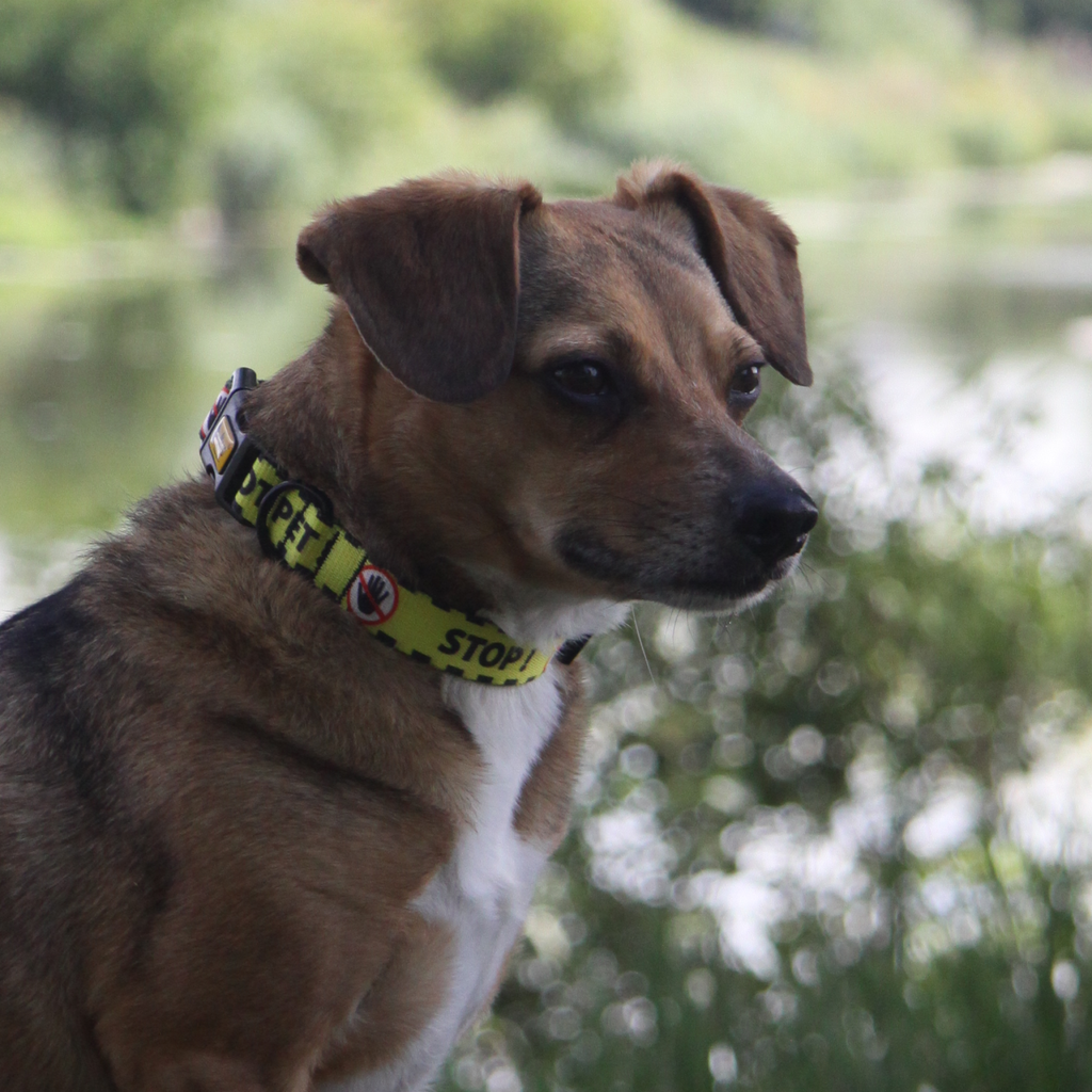 Zgardă galbenă pentru câine nu mângâiați