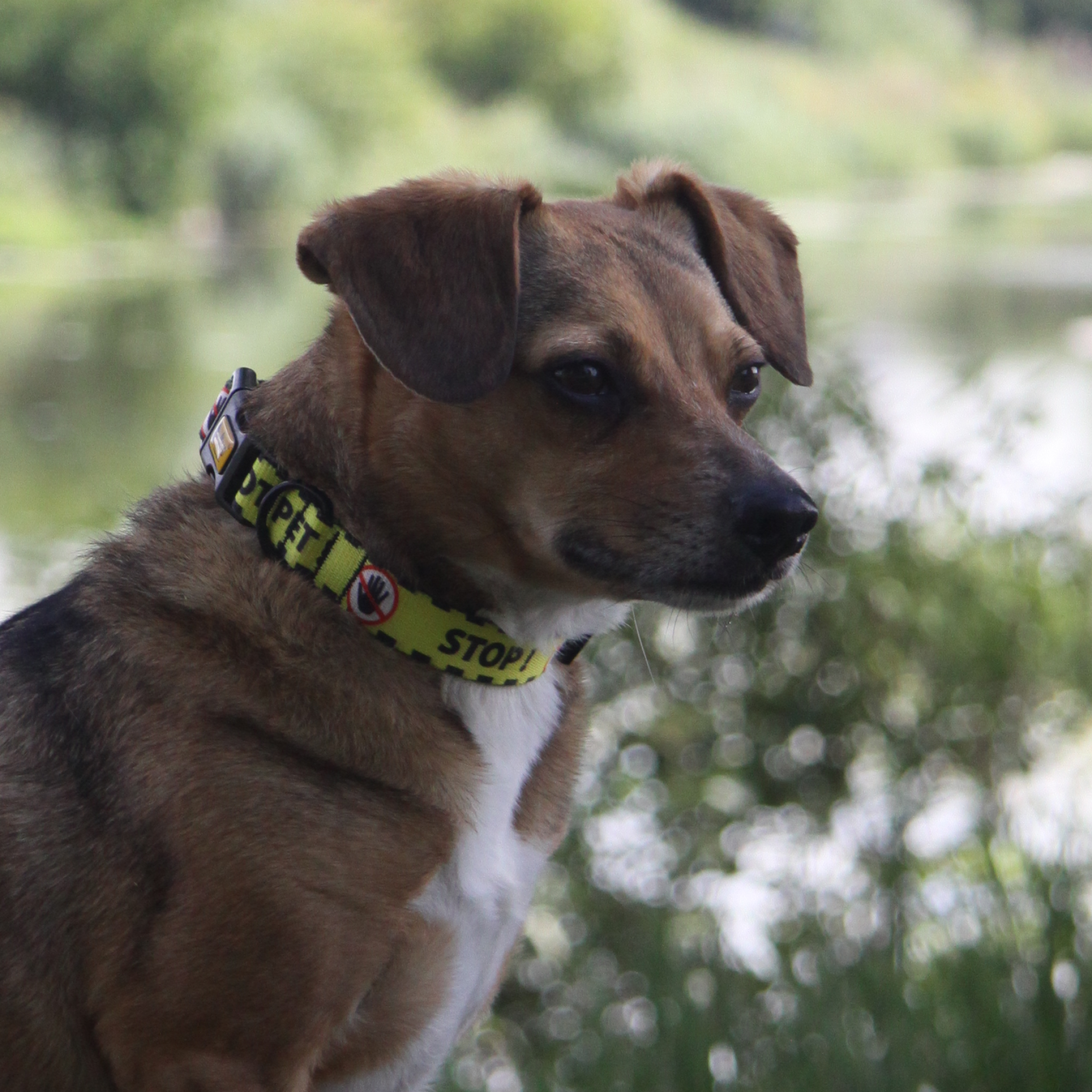 Zgardă galbenă pentru câine nu mângâiați