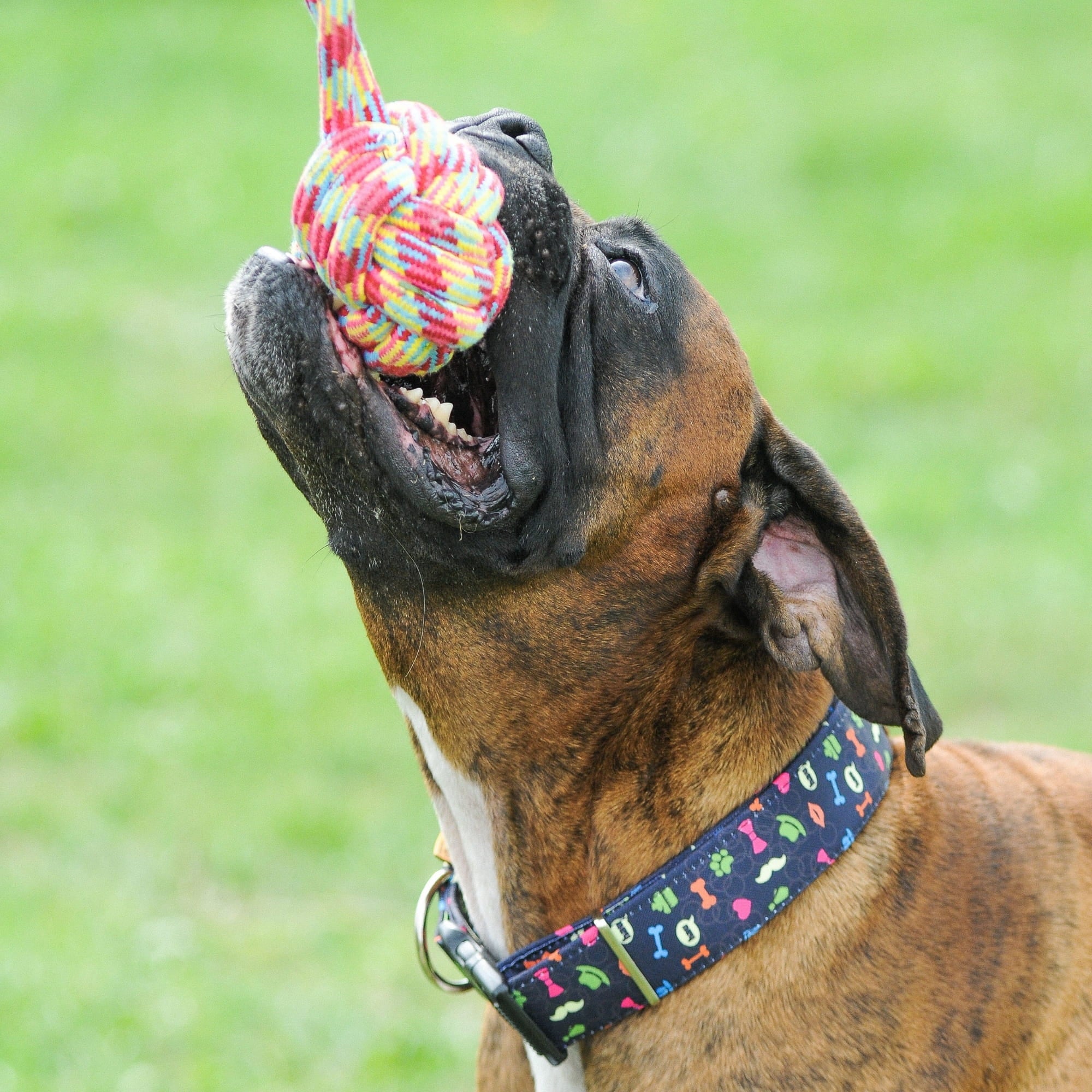 Zgardă pentru câine america