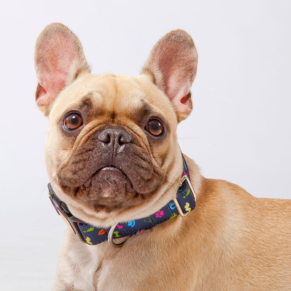 Zgardă pentru câine america