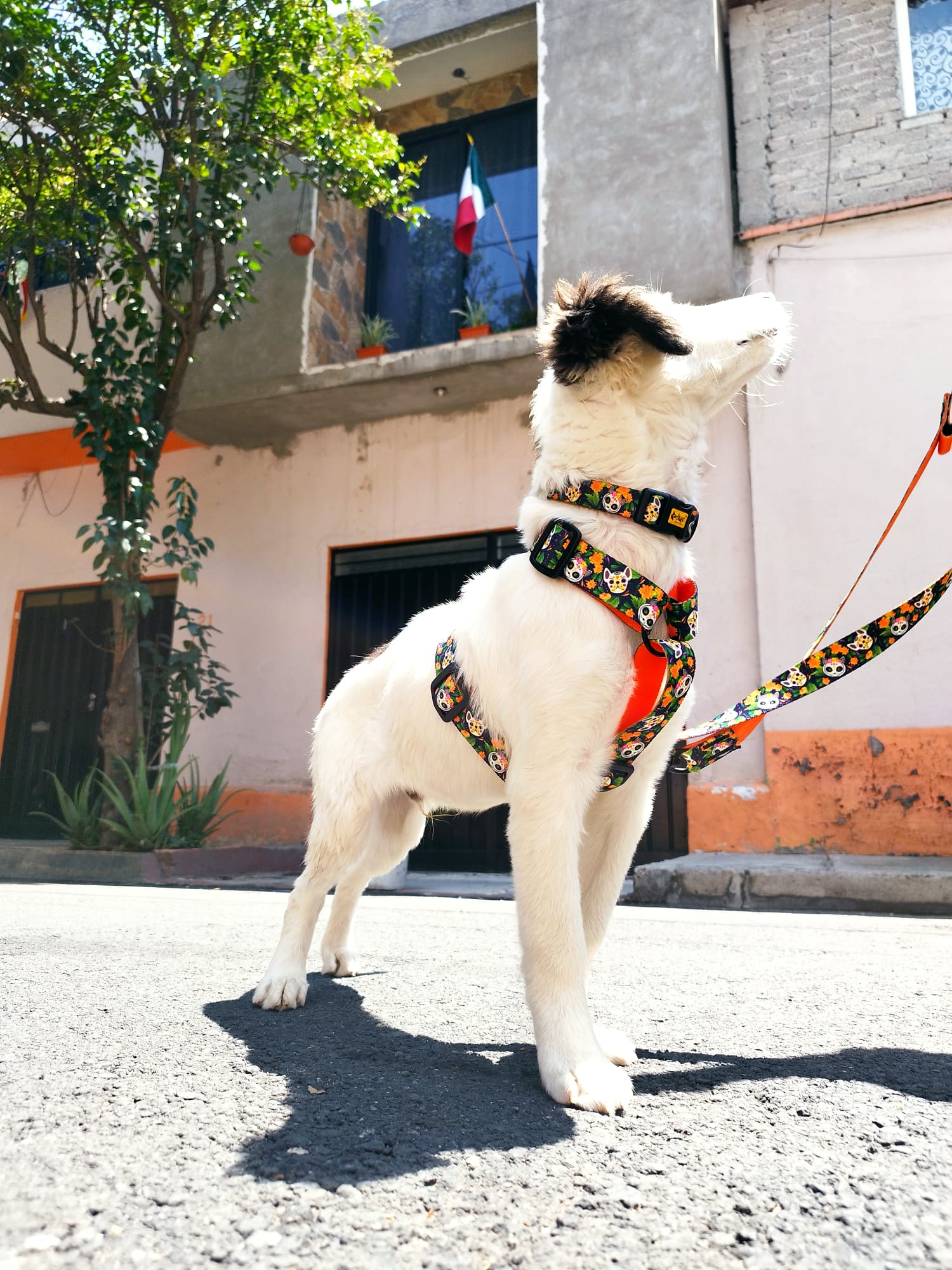 Zgardă reglabilă city chiapas