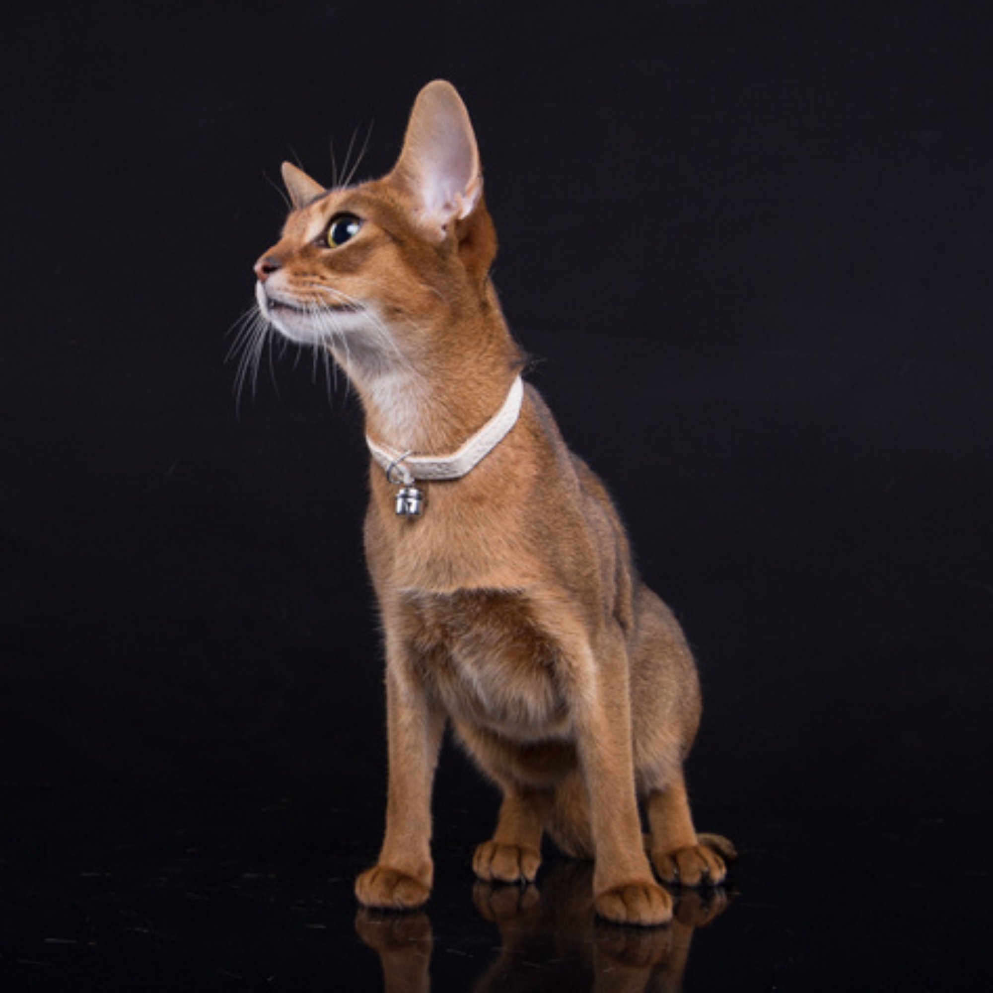 Zgardă pentru pisici elegance