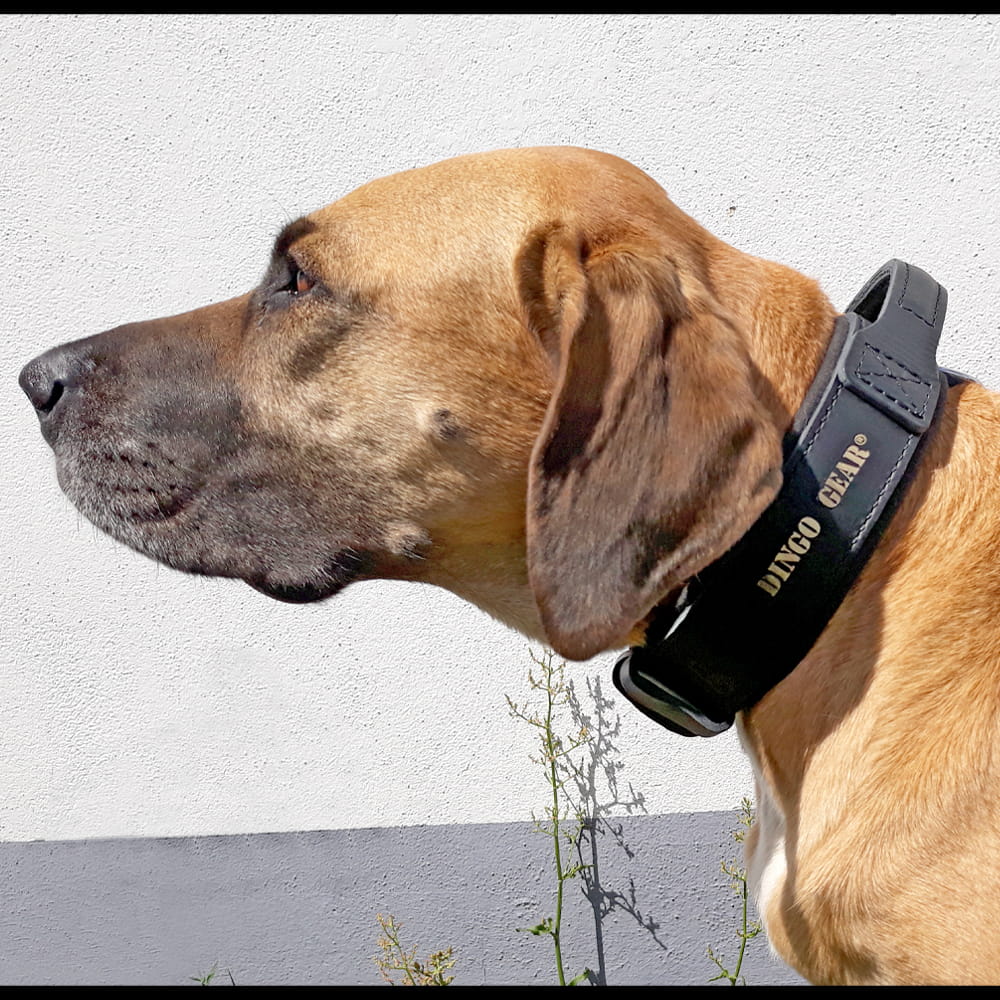 Dingo Gear – Zgardă din bandă cu mâner DRAGO, culoare neagră