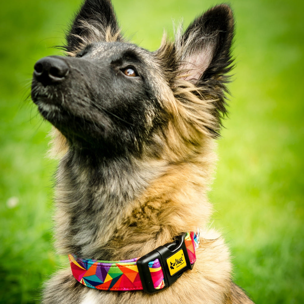 Zgardă pentru câine america