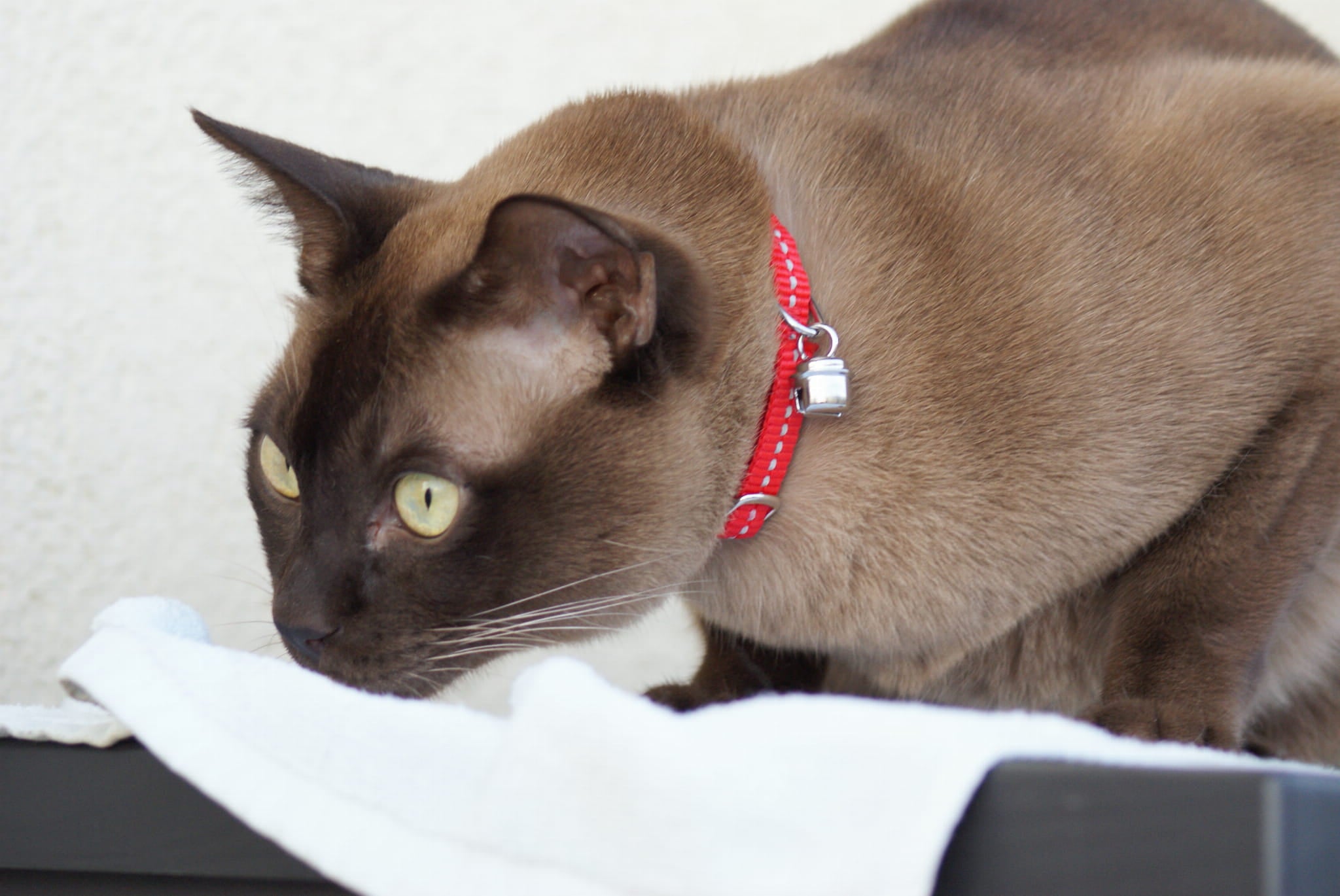 Zgardă reglabilă cu elemente reflectorizante