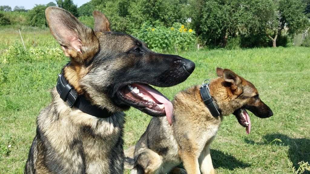 Dingo Gear MAX – zgardă din piele naturală, culoare neagră