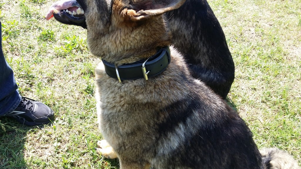 Dingo Gear MAX – zgardă din piele naturală, culoare neagră