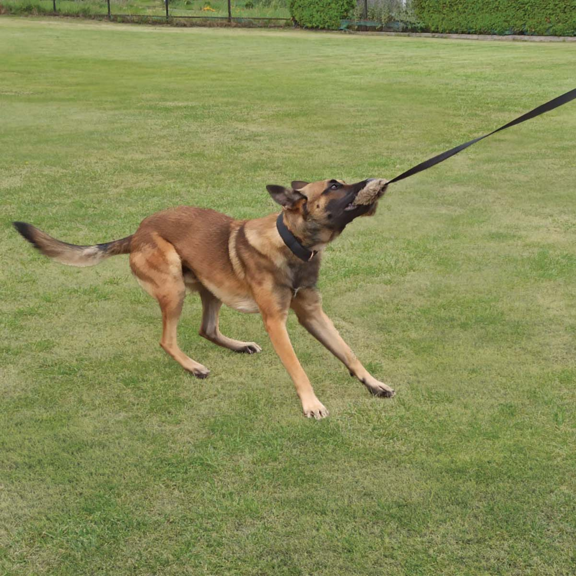 Jucărie de tras din blană artificială cu mâner elastic lung