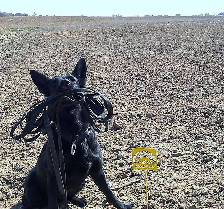 Dingo Gear – Lesă de antrenament din bandă cauciucată, fără mâner – pentru câini mari