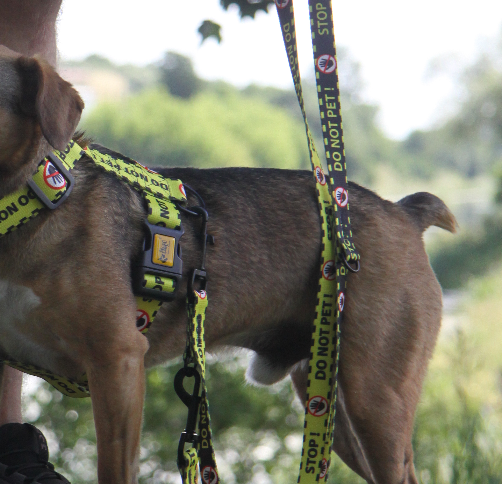Lesă galbenă pentru câini "Do Not Pet"