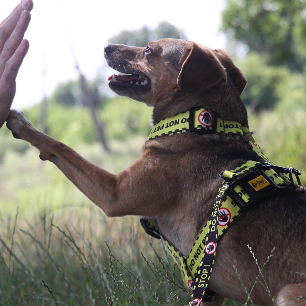 Ham GUARD galben pentru câini „Nu mângâia”