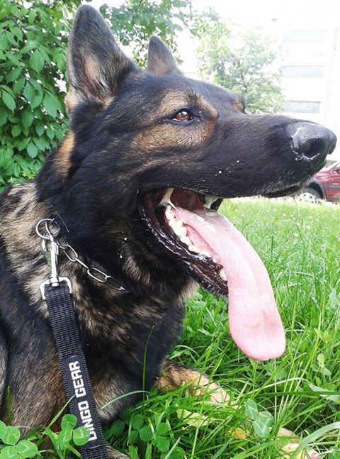 Dingo Gear - Lesă WAŁECZEK din chingă de stylon