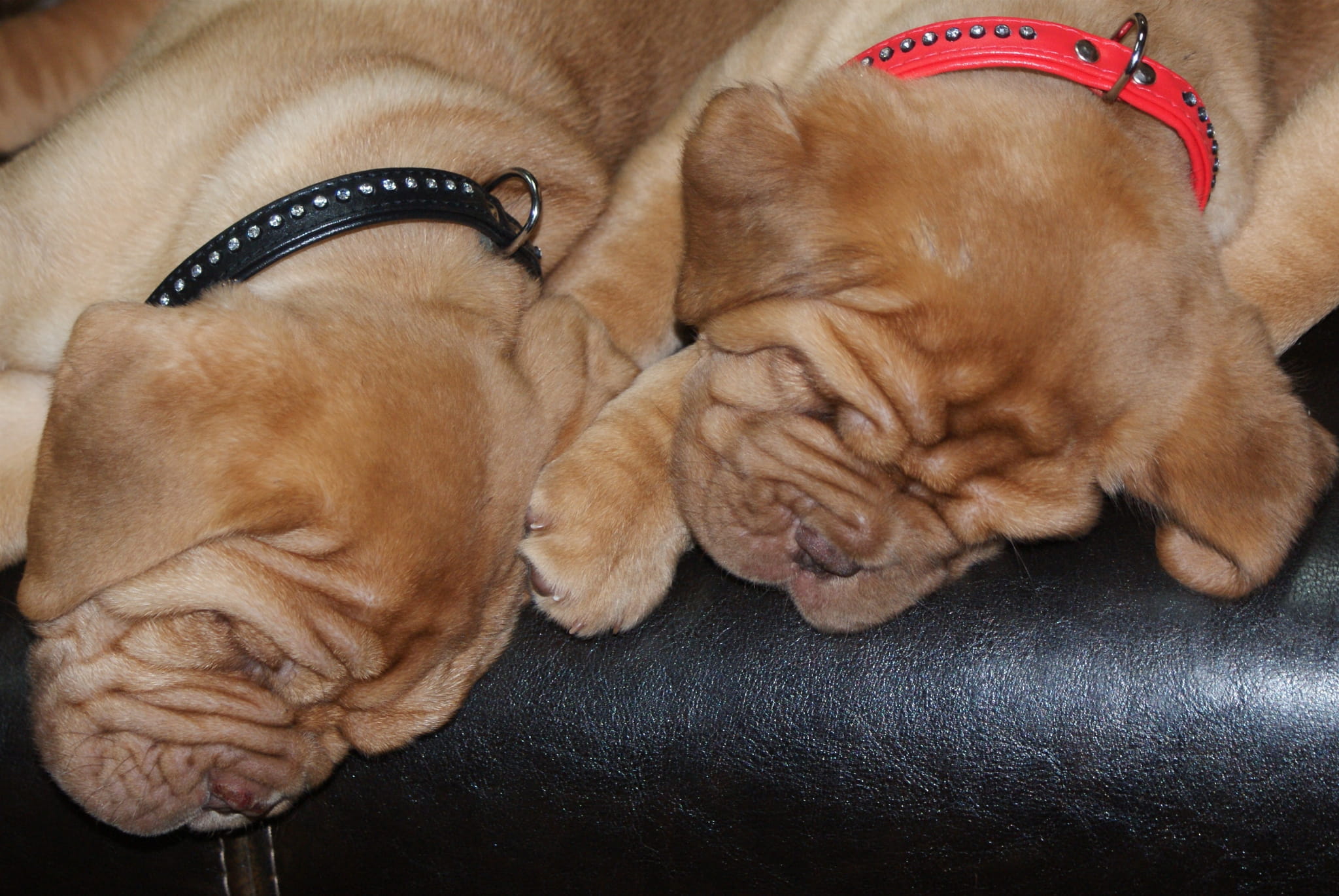 Zgardă pentru câine glamour