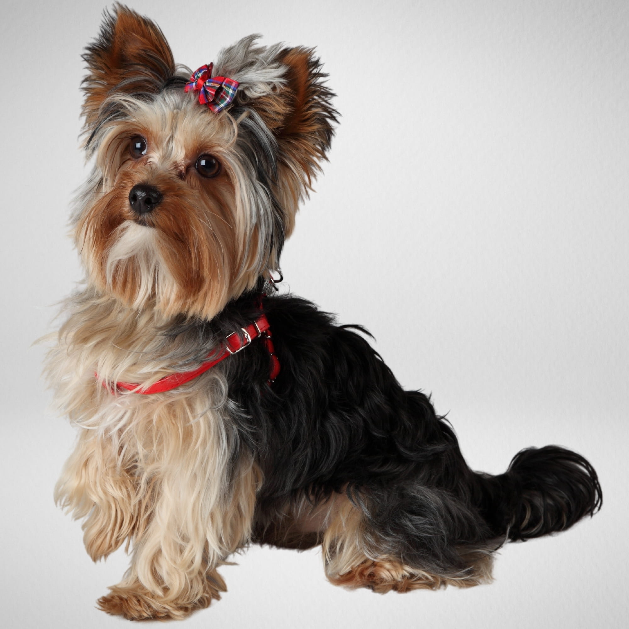 Ham pentru Yorkie cu lăbuță din cristal NEW YORK