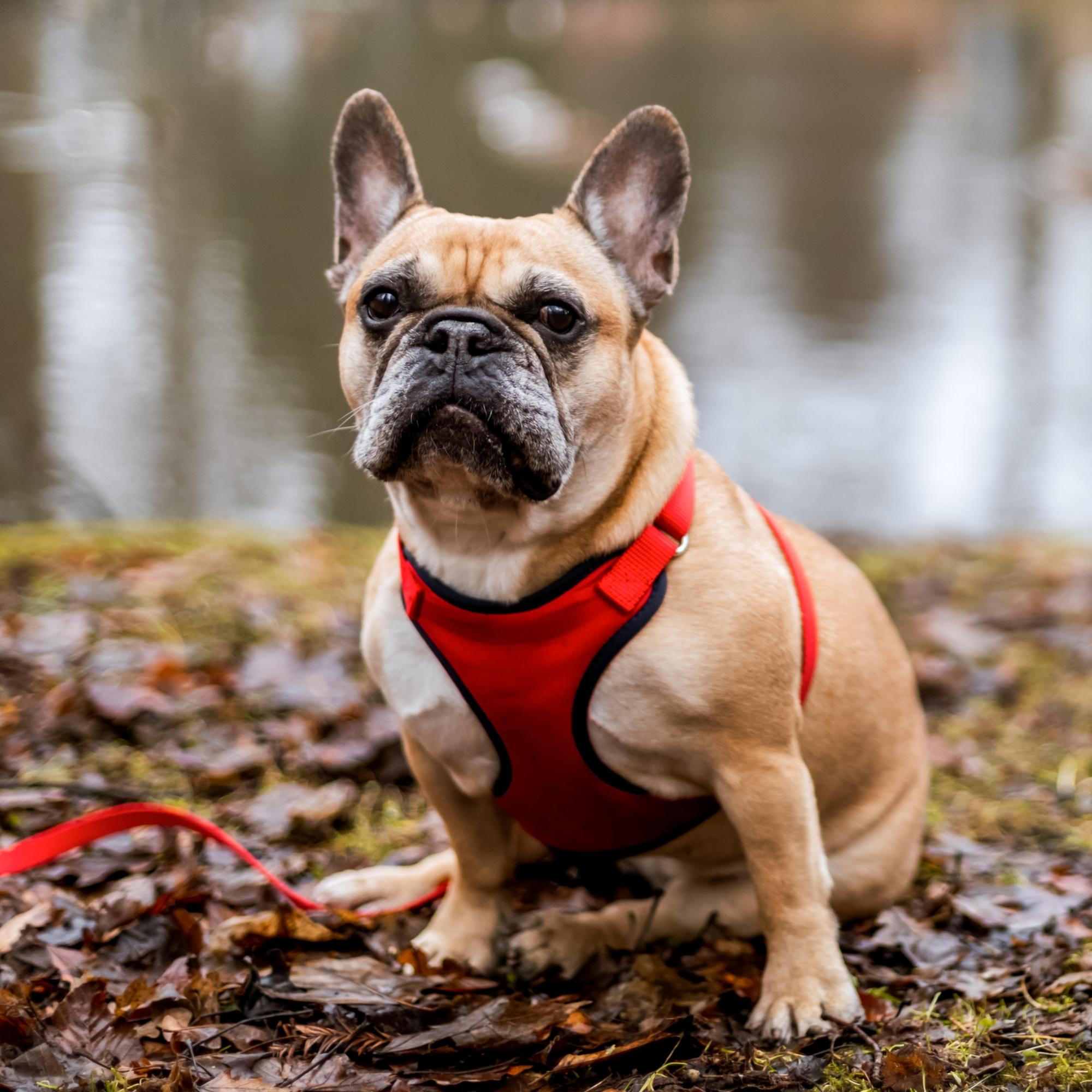 Ham anti-presiune cu reglaj în 2 benzi