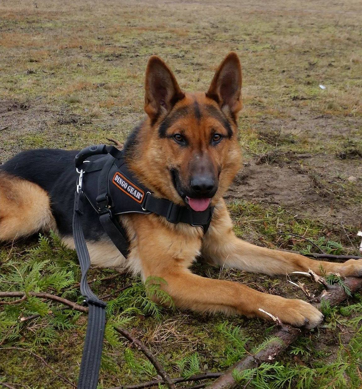 Dingo Gear EXTREME COBRA-SYSTEM – Ham pentru câini, conceput pentru utilizare extremă