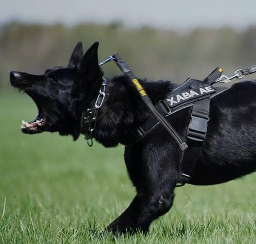 Dingo Gear – ham de lucru din bandă Stylon
