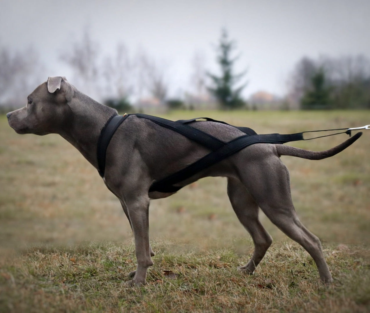 Ham de tracțiune pentru dogtrekking