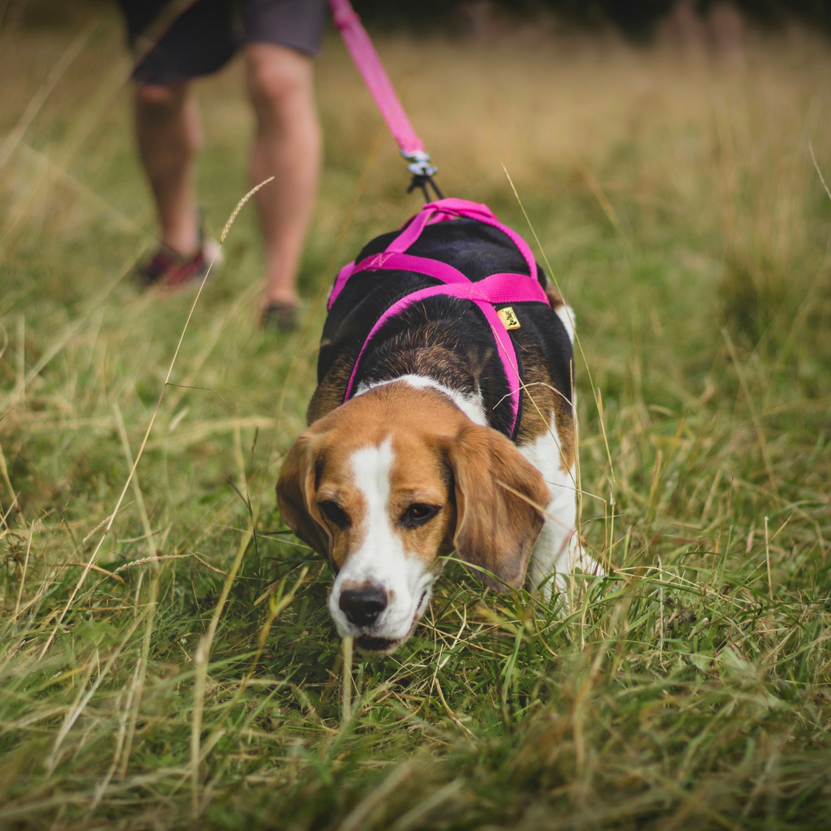 Ham de tracțiune pentru dogtrekking