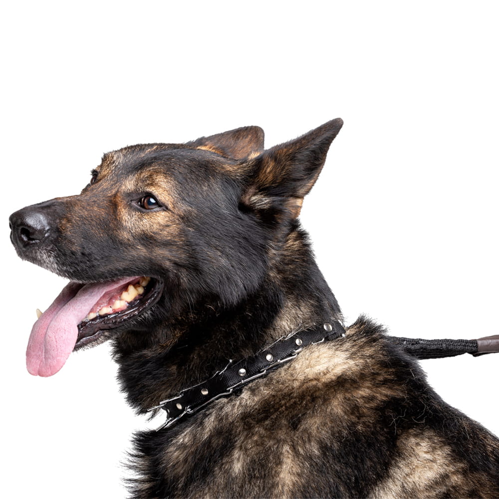 Dingo Gear – zgardă cu țepi ascunși, cu curea reglabilă