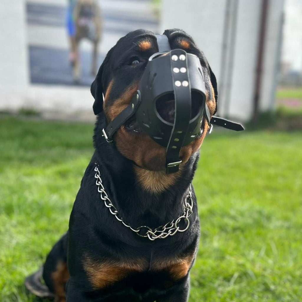 Botniță întărită din piele pentru câini