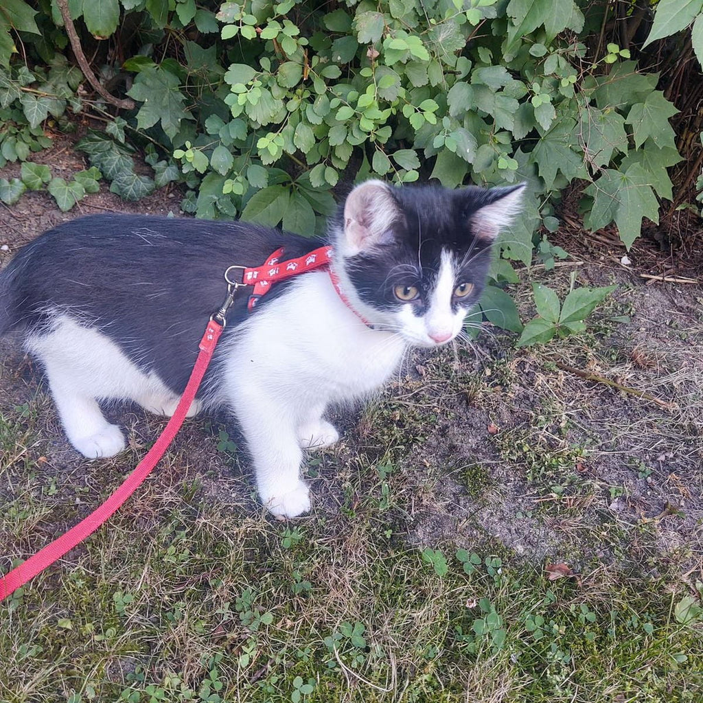 Ham pentru pisici „kicio”