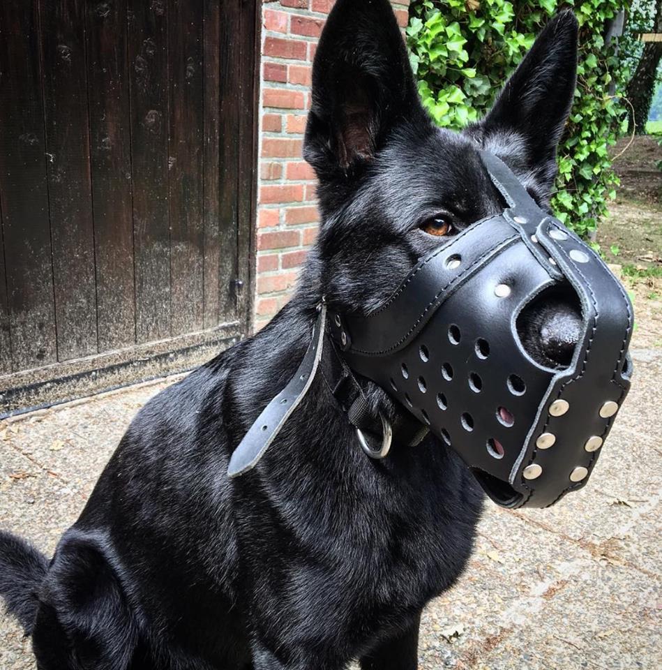 Dingo Gear – Botniță din piele pentru luptă și antrenament – durabilitate, confort, funcționalitate completă