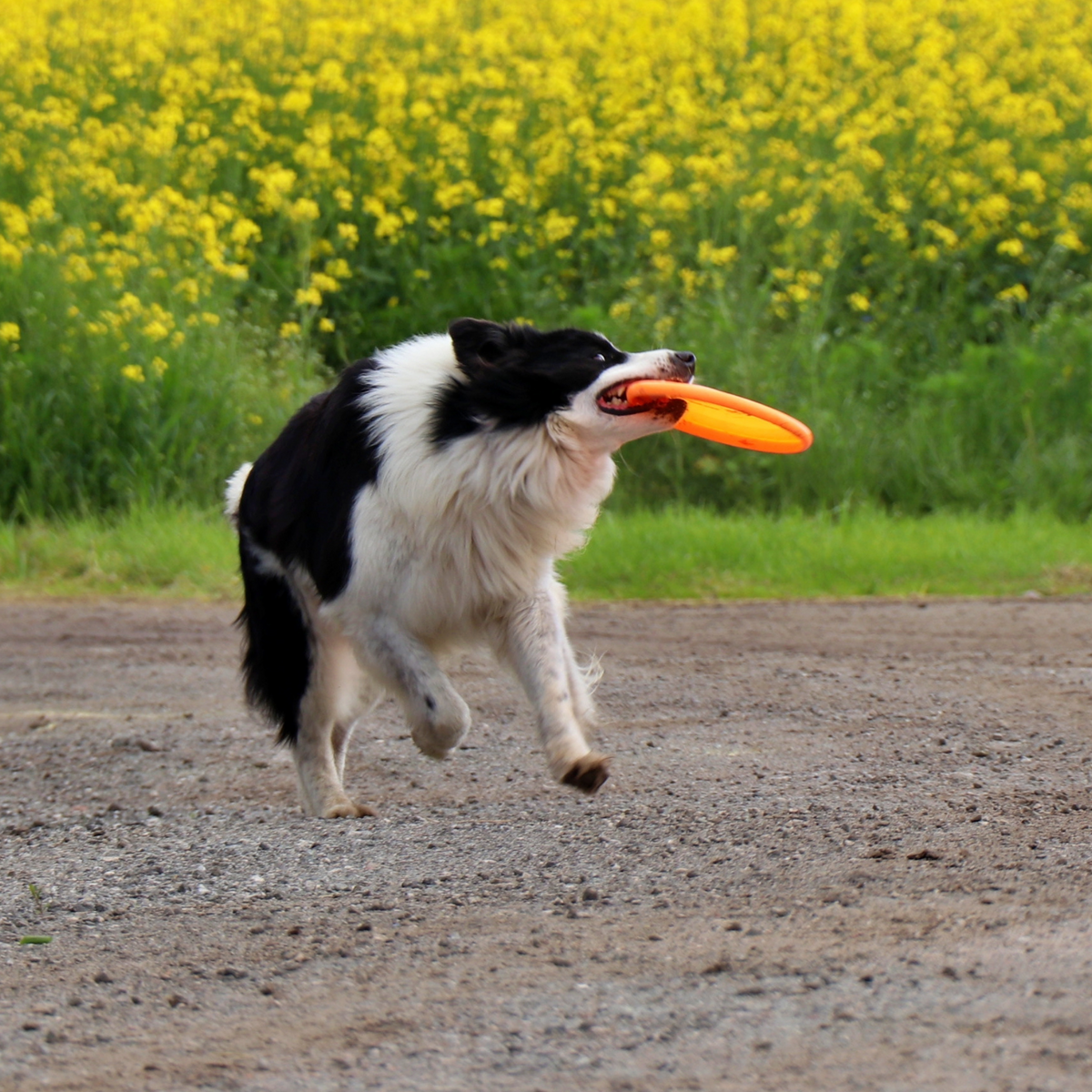 Frisbee