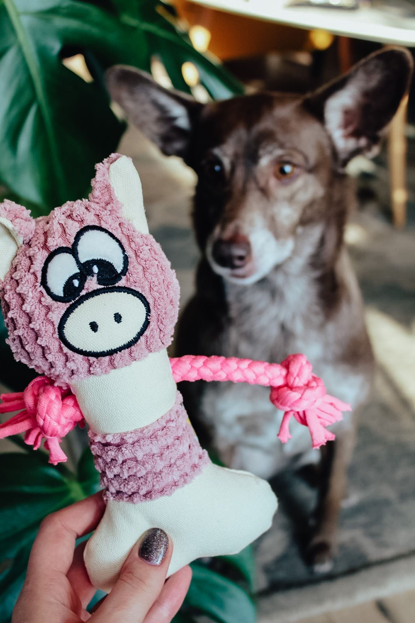 Jucărie pentru câini cu fluier purceluș Kluska