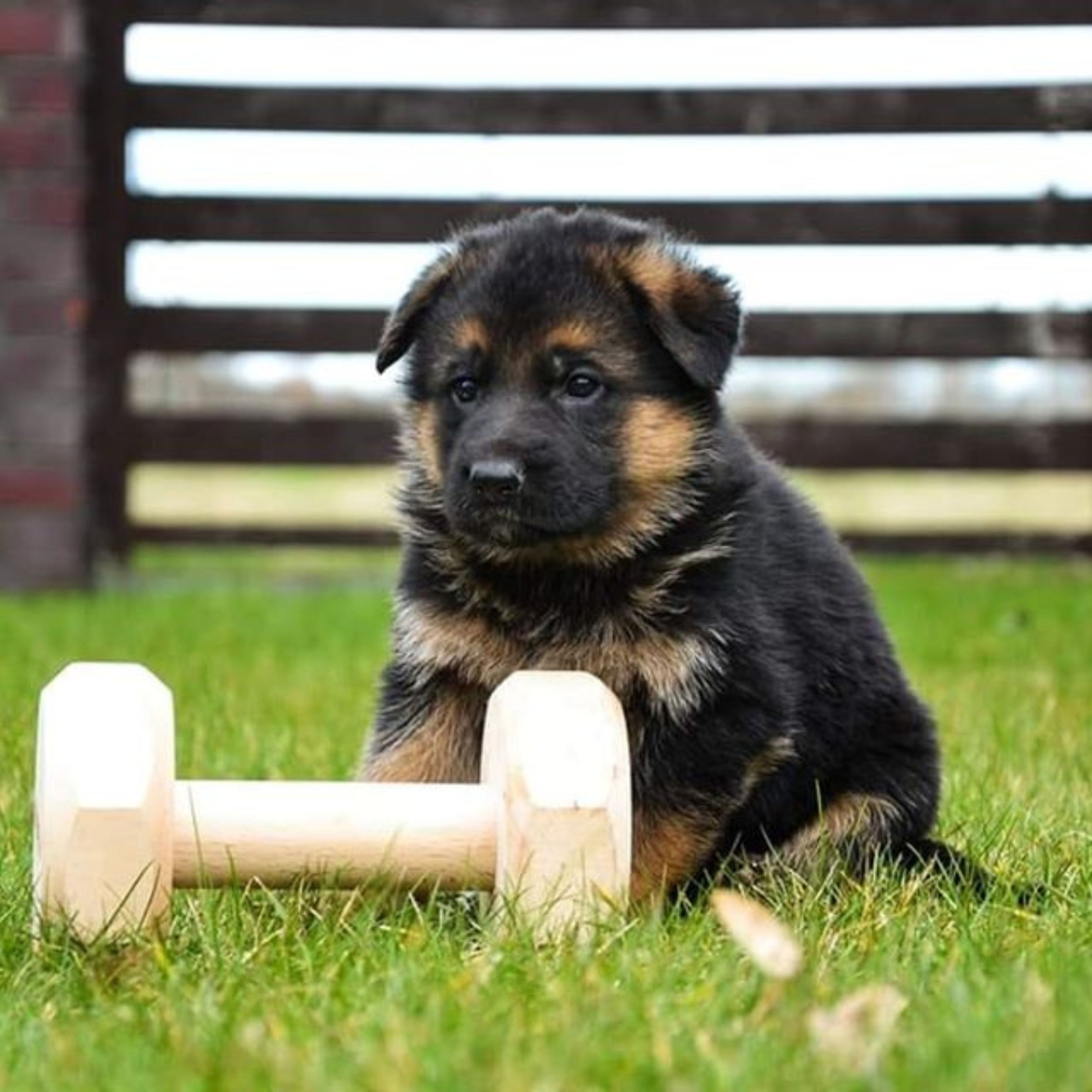 Dingo Gear – Aport din lemn de fag laminat – 650 g / 1000 g / 2000 g