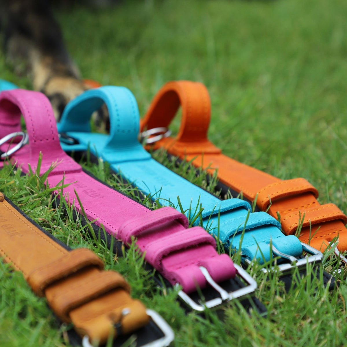 Dingo Gear – Zgardă DRAGO – precizie din piele în slujba dresajului profesional