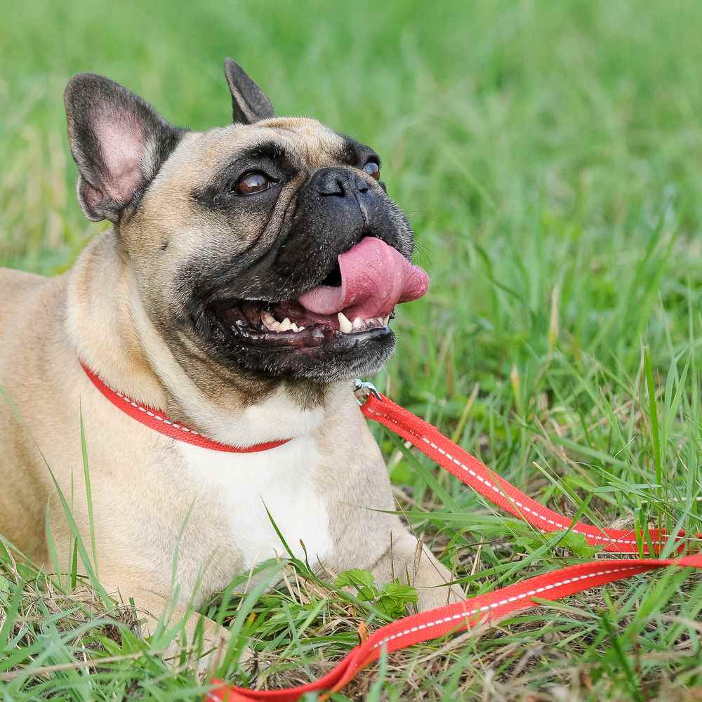 Lesă extensibilă din bandă reflectorizantă reflex