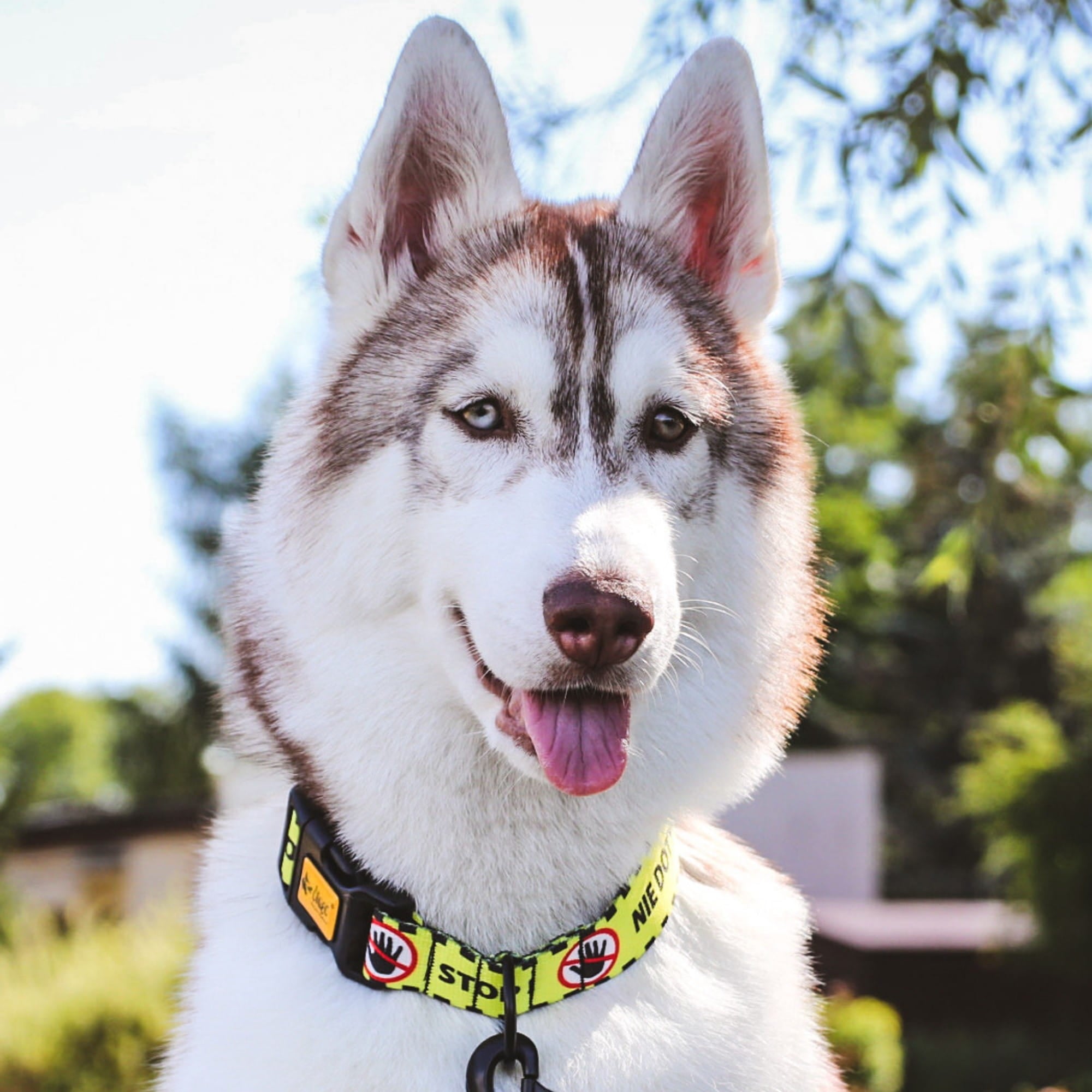 Zgardă galbenă pentru câine nu atinge