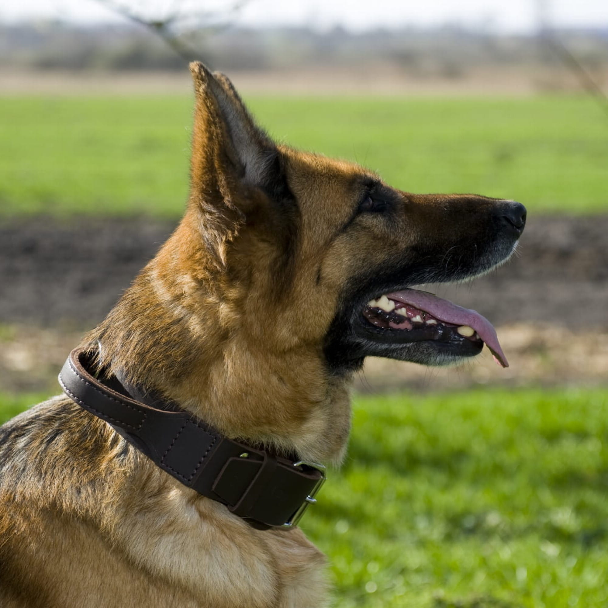 Zgardă din piele cu mâner