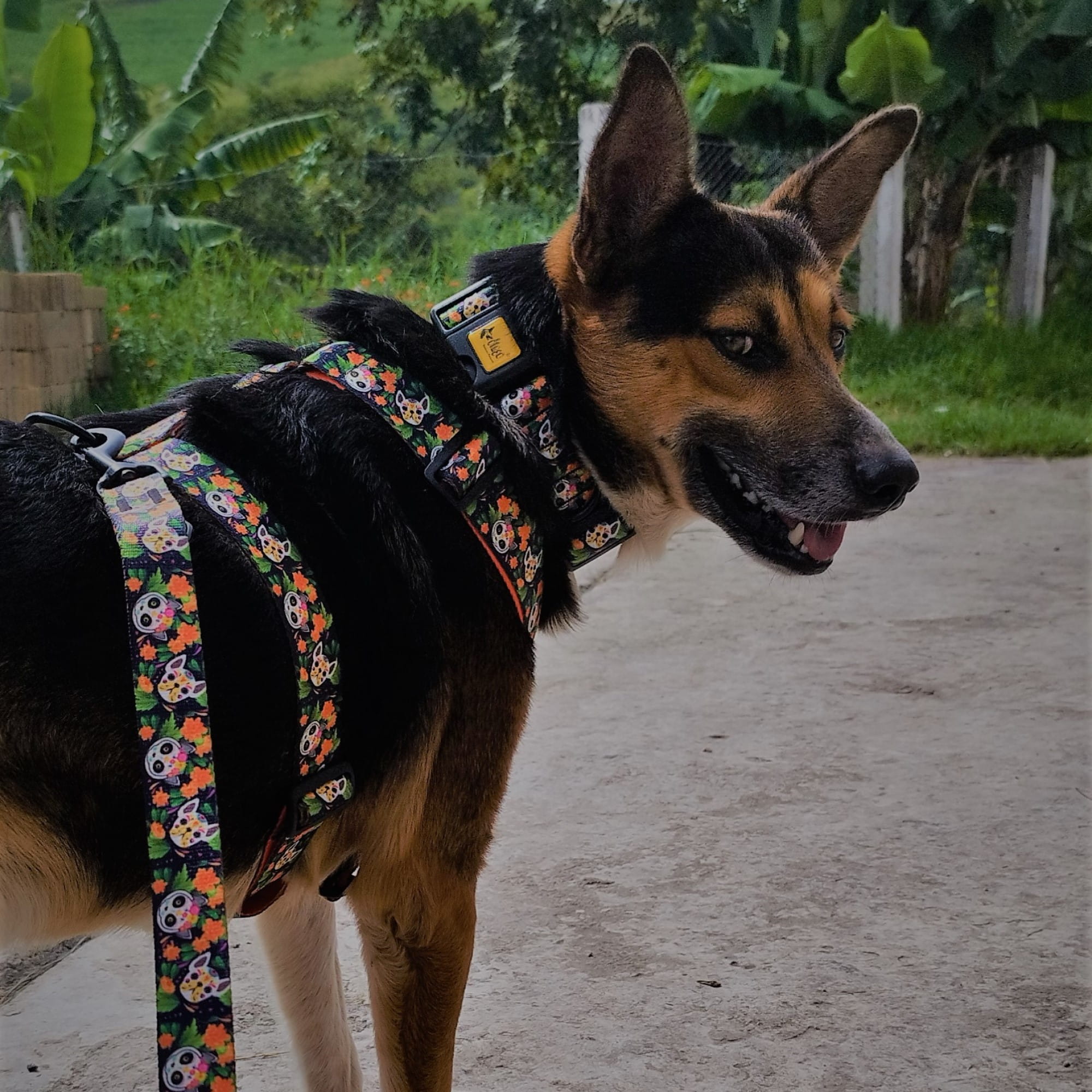 Lesă reglabilă City Chiapas