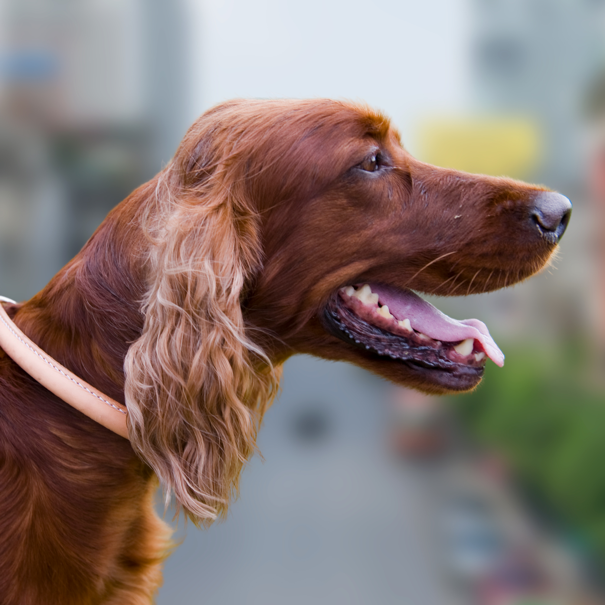 Zgardă ovală pentru câine