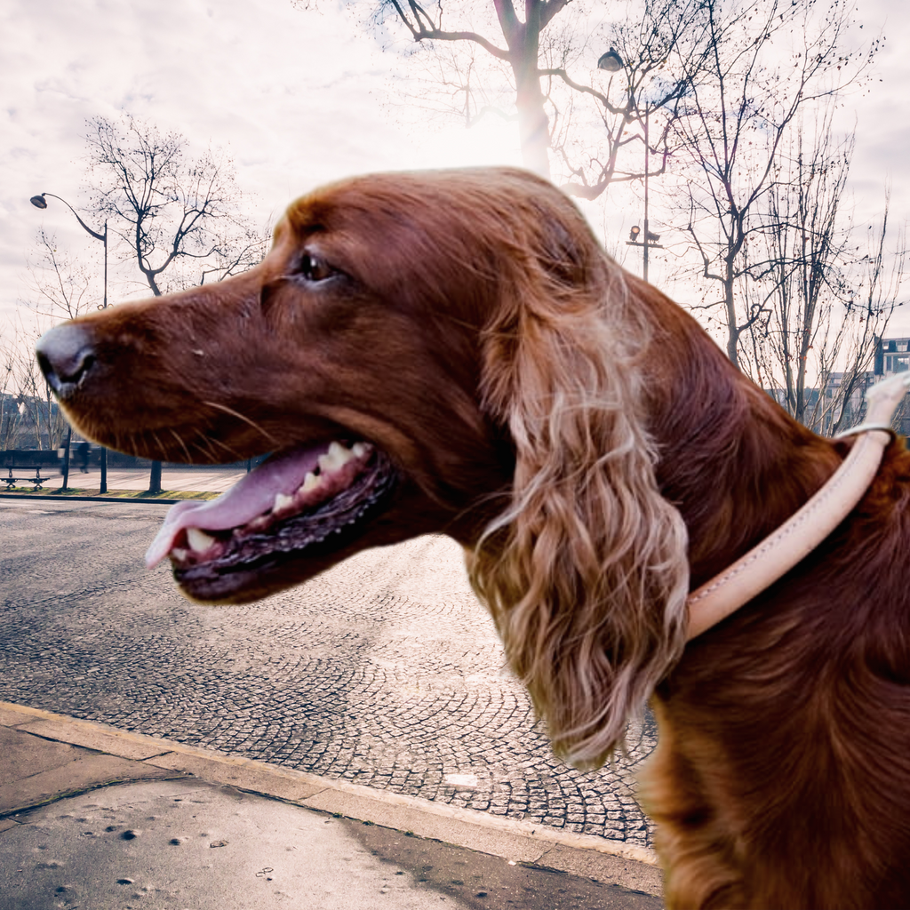 Zgardă strângătoare reglabilă