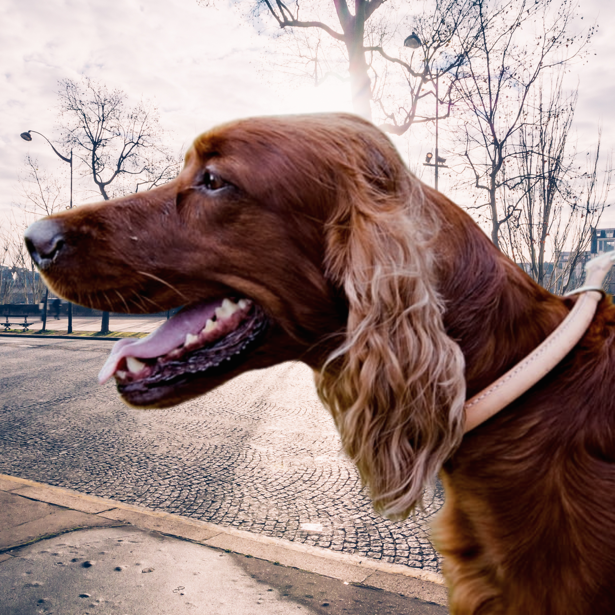 Zgardă strângătoare reglabilă