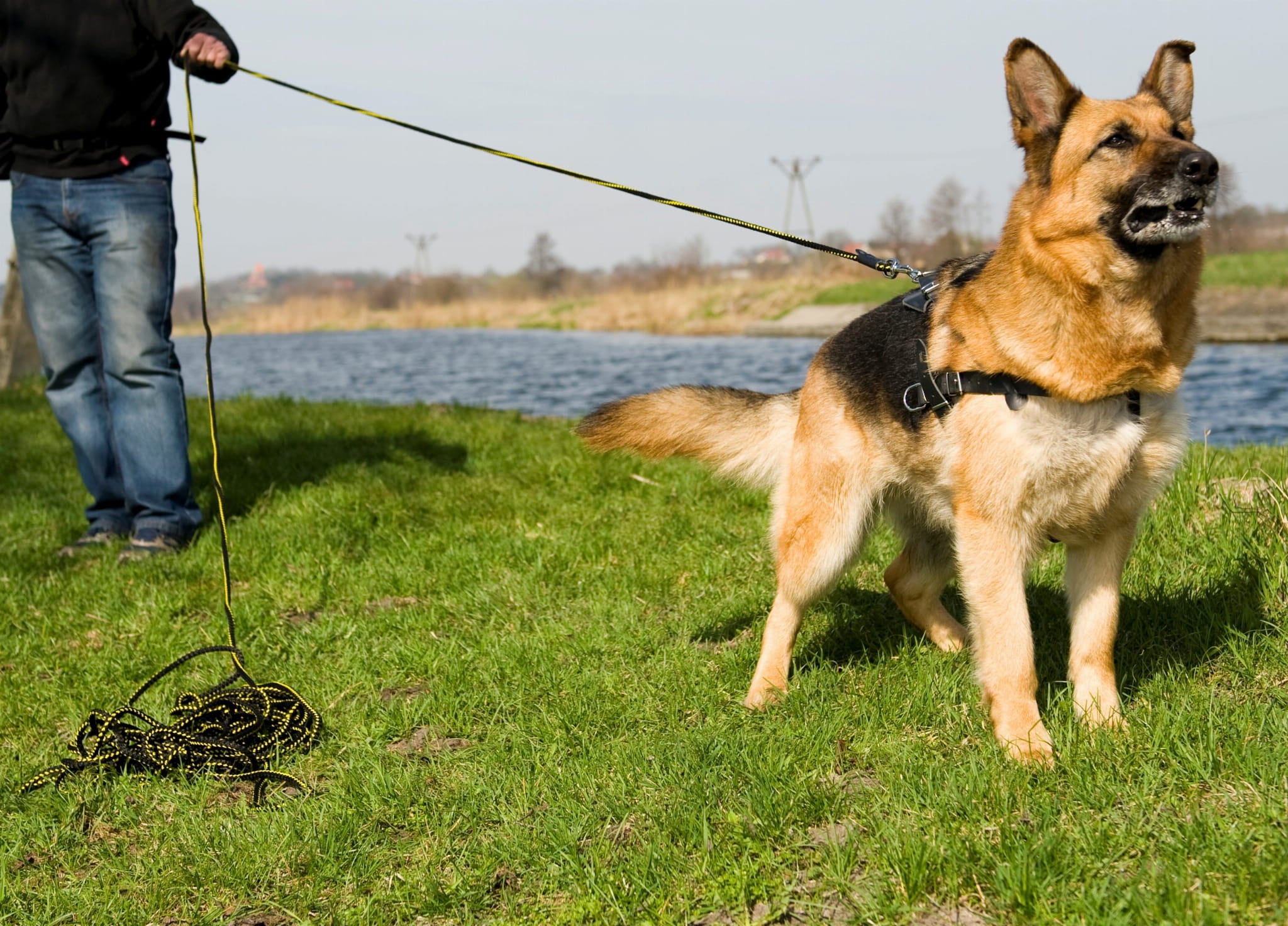Lesă de antrenament pentru urmă fără mâner