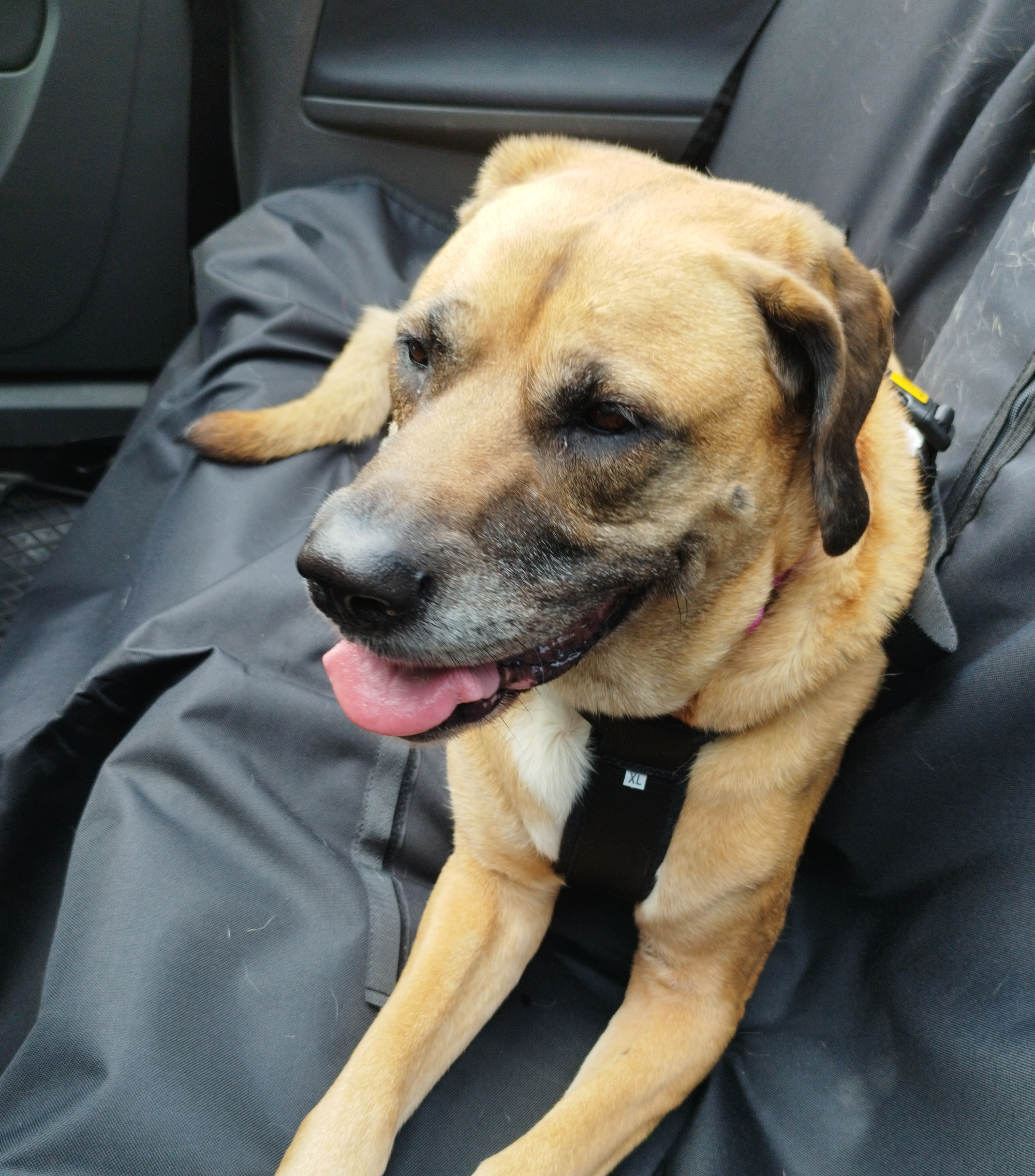 Covoraș pentru mașină