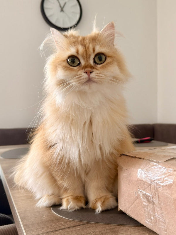 Nala