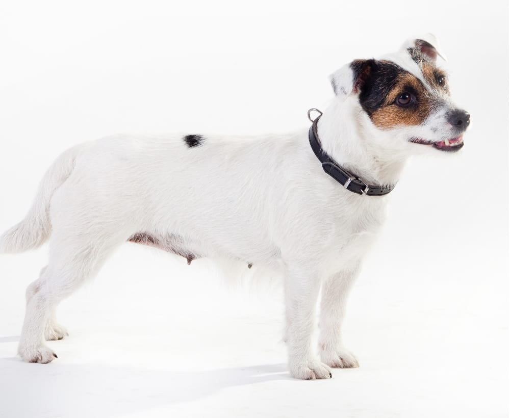 Zgardă clasică pentru câine căptușită cu fetru