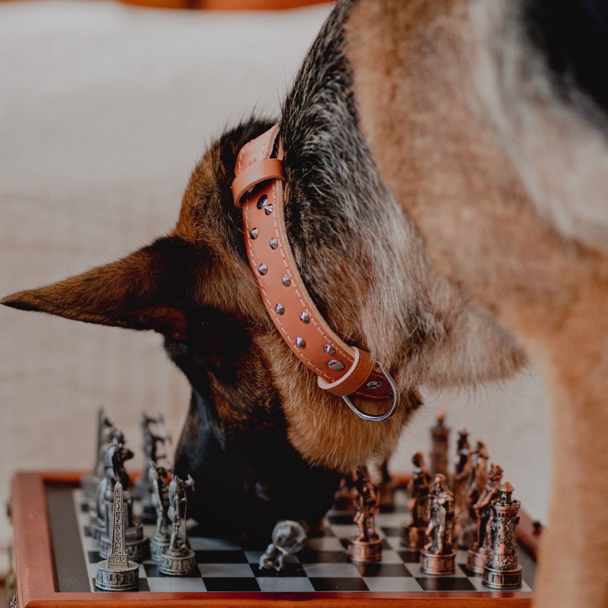 Zgardă clasică presată triplu