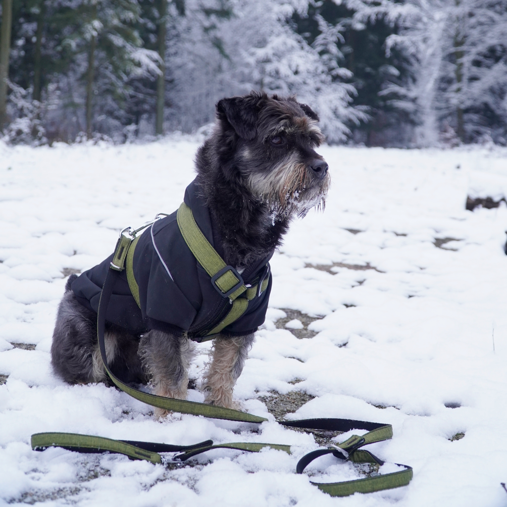 Lesă extensibilă pentru câini Scandi