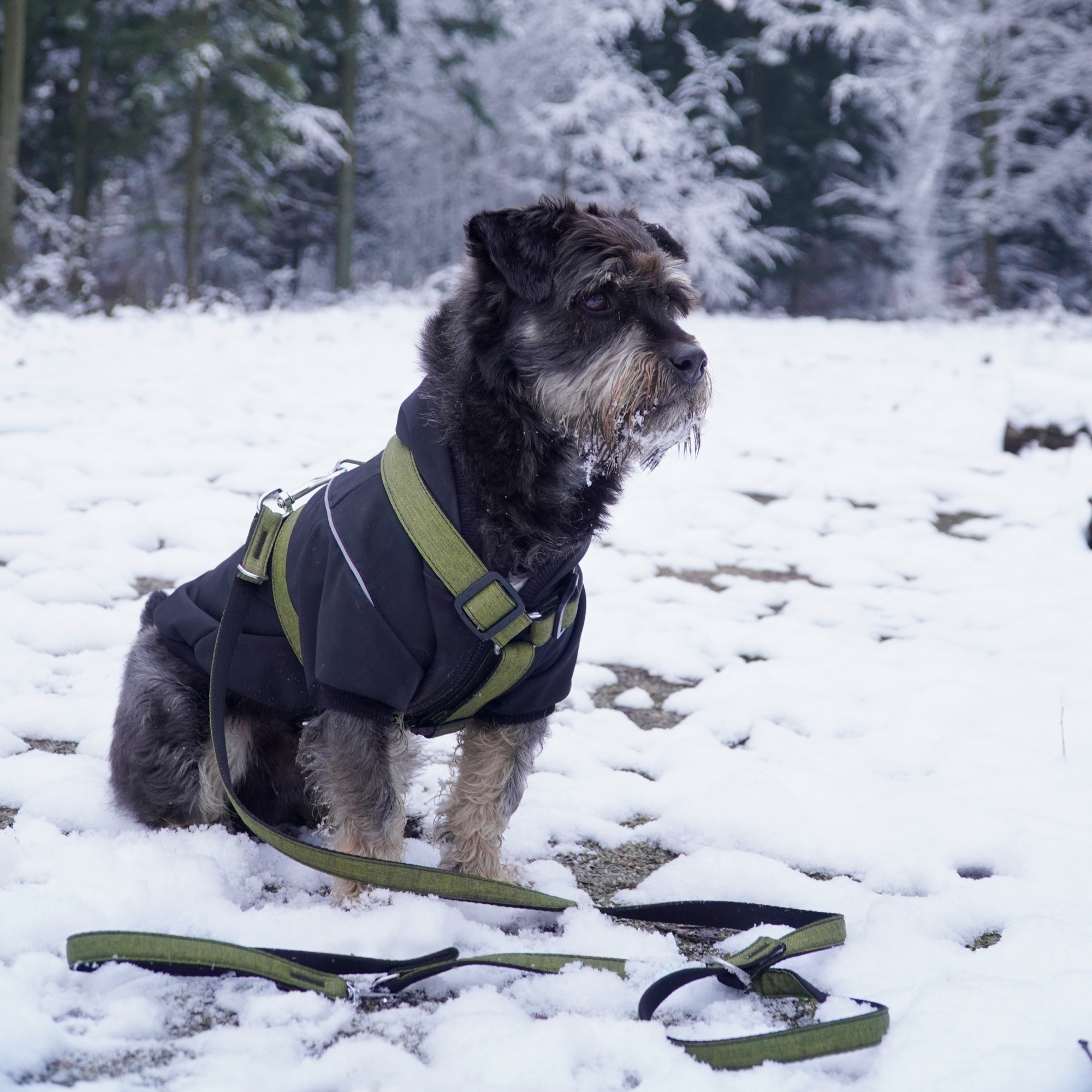 Lesă extensibilă pentru câini Scandi