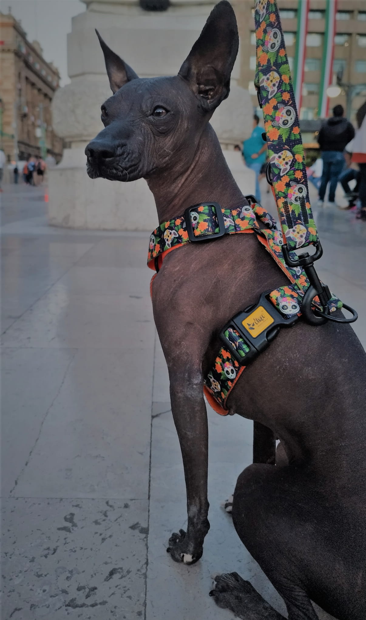 Lesă reglabilă City Chiapas